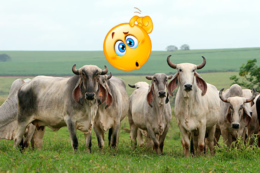 Arroba da Vaca ou do Boi como surgiu a unidade de medida para gado